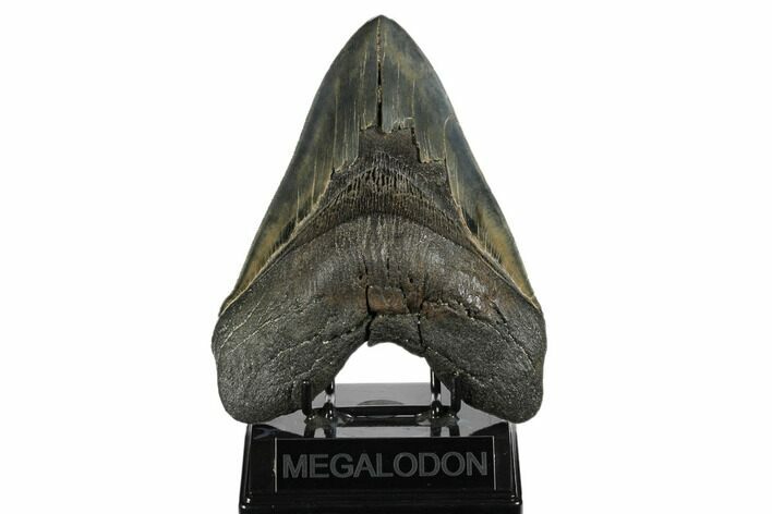 Serrated, Fossil Megalodon Tooth - Beastly Tooth #173890